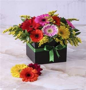 Mini Gerberas in a Box