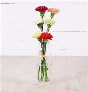 Simply Six Mixed Carnations