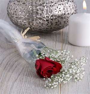 Solo Red Rose