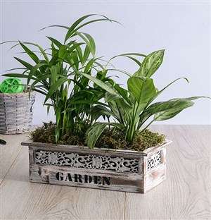 Areca Bamboo and Silver Queen in Wood Planter