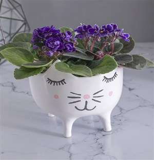 African Violets in Cat Pot