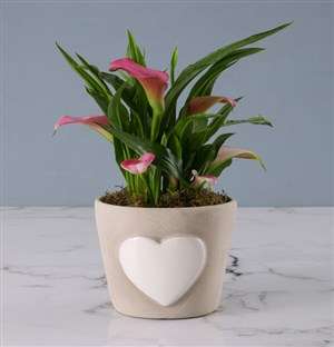 Zantedeschia in Embossed Heart Cement Pot