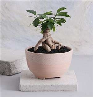 Ficus Bonsai in a Smooth Ceramic Pot