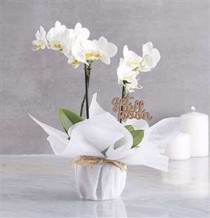 White Midi Orchid Of Wellness In Wrapping
