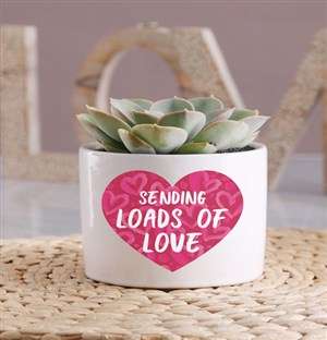 Loads of Love Potted Succulent
