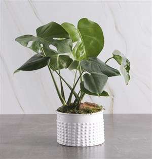 Monster Leaf in Textured White Pot
