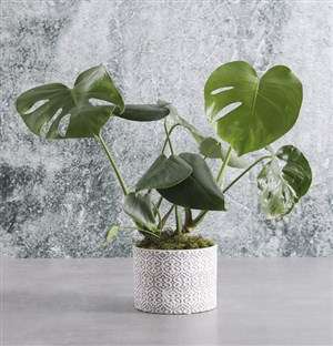 Lush Monster Leaf