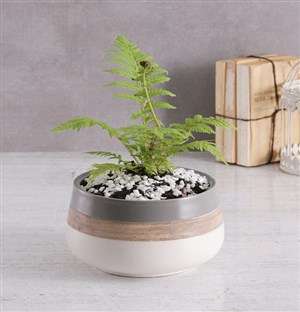 Fern in Ceramic Pot
