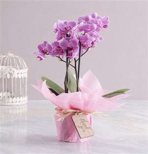 Pink Midi Thank You Orchid