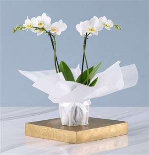 White Orchid Gift