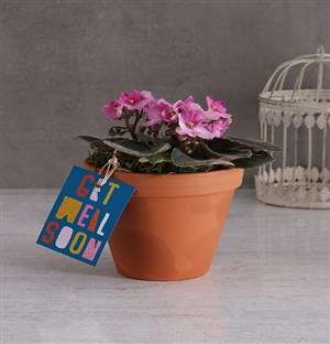 Get Well African Violet