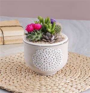 Succulent in Doily Pattern Pot