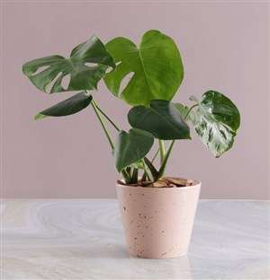 Monstera in Pink Speckled Pot