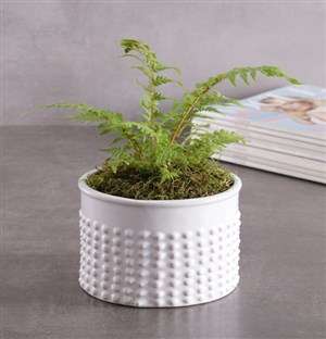 Fern Plant in Textured White Vase