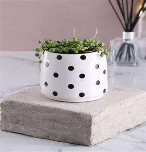 String of Pearls in Polka Dotted Pot
