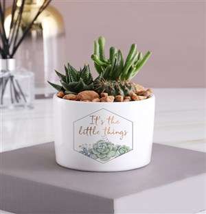 The Little Things Cacti Succulent Pot
