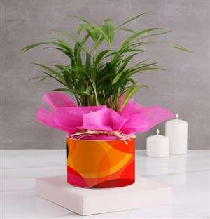 Bright Areca Bamboo