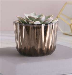 Single Succulent In Bronze Pot