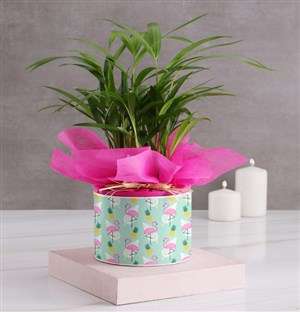 Areca Bamboo in Flamingo Hatbox