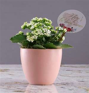 Heres to Women Kalanchoe Plant