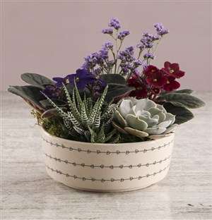 African Violet Flair In Ceramic Pot