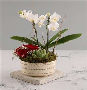 White Midi Orchid and Rock Rose Succulent