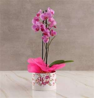With Love Pink Orchid