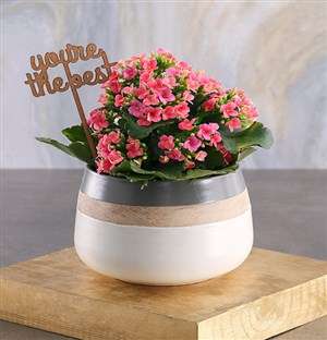 The Best Cerise Kalanchoe Plant