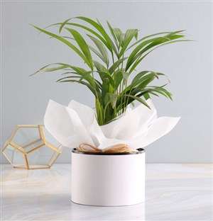 Areca Bamboo Planter