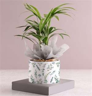 Areca Bamboo Planter In Pattern Pot Sleeve