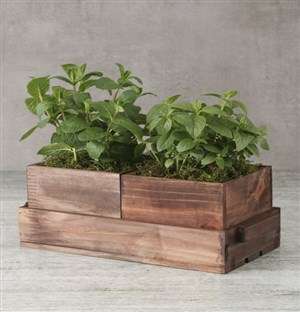 Mixed Herbs Wooden Containers