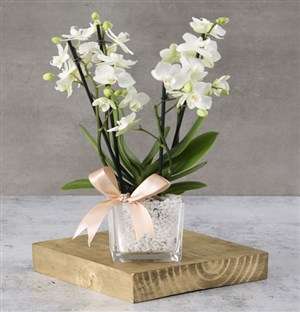 Soothing Midi Orchid