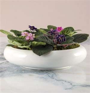 African Violet Mix In Ceramic Pot