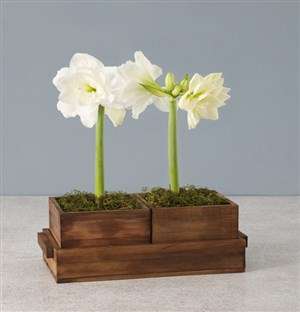 Seasonal Amaryllis in Wooden Box
