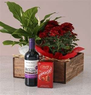 Spathiphyllum and Chrysanthemum Gift Hamper