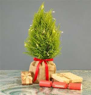 Mini Christmas Tree With Fairy Lights