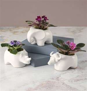 African Violet Zoo