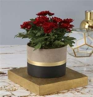 Chrysanthemums in a Cement Pot