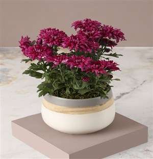 Chrysanthemums in a Cream Pot