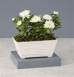 Chrysanthemums in a White Planter
