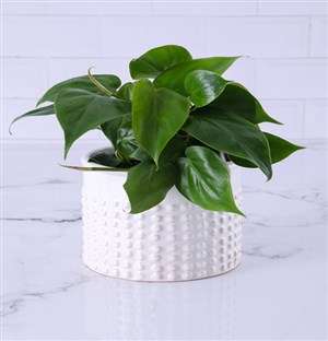 Unique Heart Leaf Pot Plant