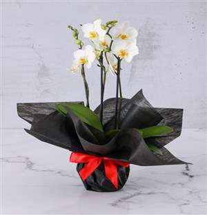 Sophisticated White Phalaenopsis Orchid
