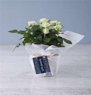 With Sympathy White Rose Bush