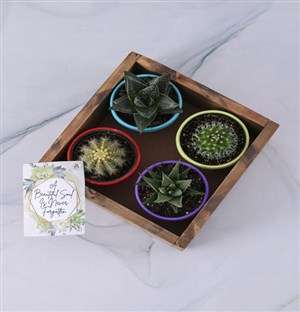 Dainty Mixed Box Of Succulents