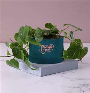 Thank You Heartleaf Plant