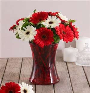 Red and White Love Gerbera Daisies in Red Vase