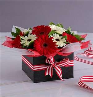 Passion Variety Gerbera Array