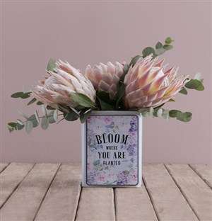 King Proteas in a Unique Tin