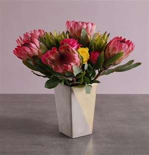 Radiant Protea Blooms