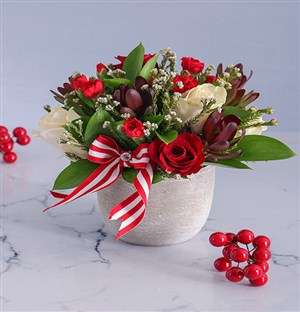 Cream and Red Rose Potted Delight